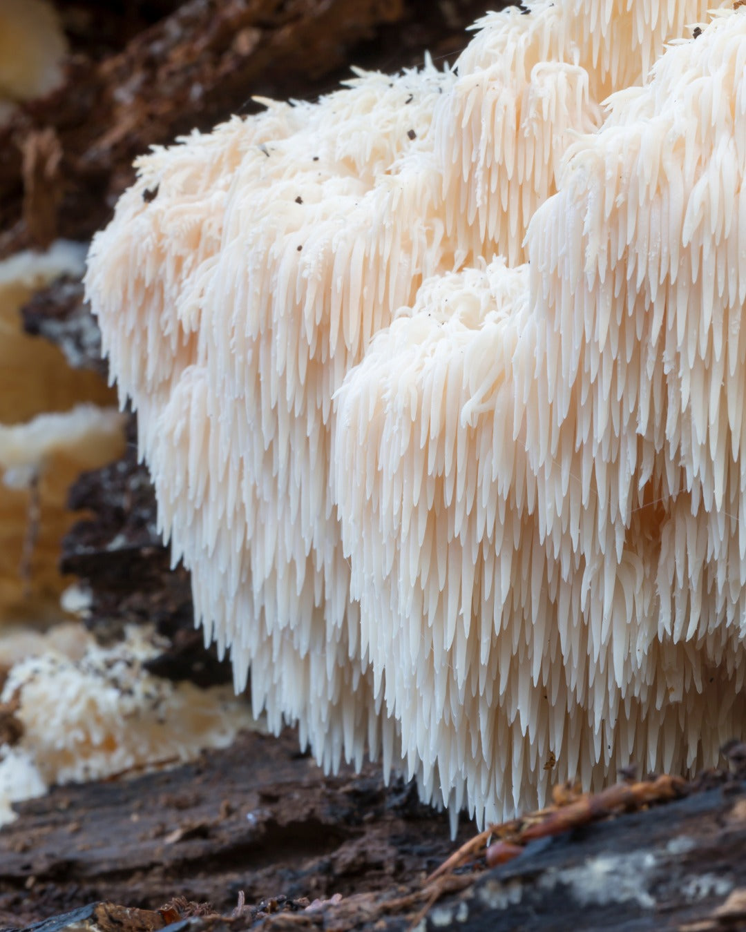 LE CHAMPIGNON QUI NOURRIT LE CERVEAU