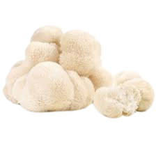HERICIUM ERINACEUS