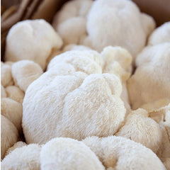 The mushroom that feeds the brain